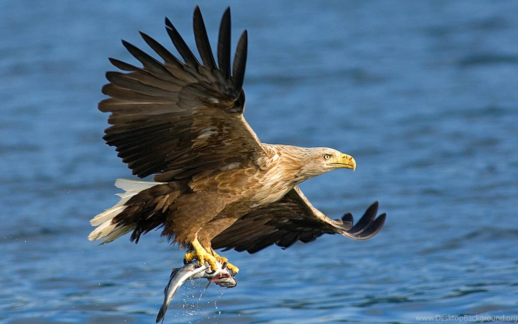 Eagle Wallpapers