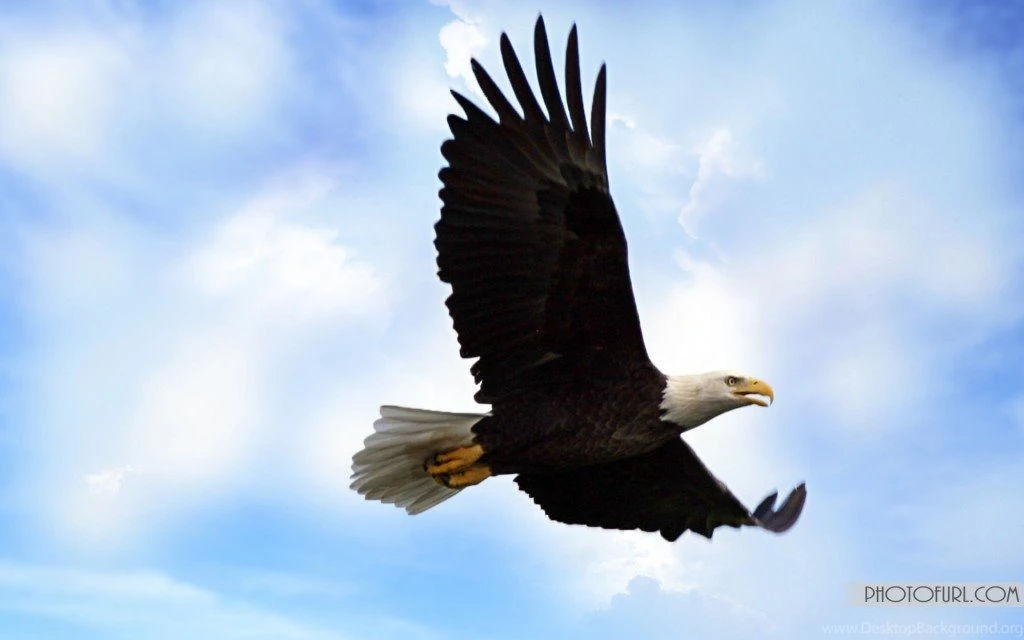 A Perfect Landing Bald Eagle Wallpapers