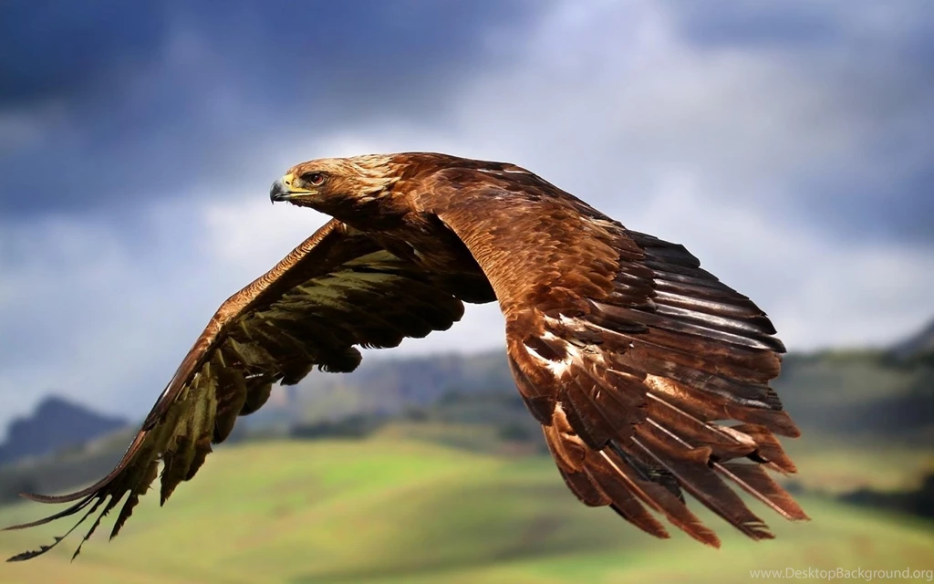 Eagle Wallpapers