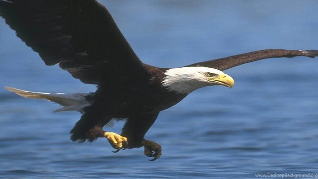 Free Bald Eagle Wallpapers Wallpapers Cave