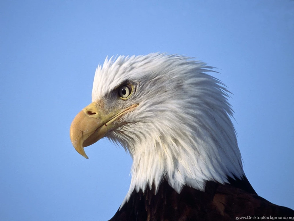 TipTop 3D & HD Wallpapers Collection: Eagle Wallpapers