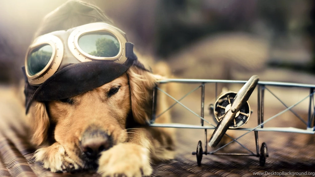 Dog Wallpapers