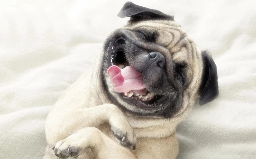 Pitbull Dog Puppies Wallpapers On Pinterest Wallpapers Dogs And ...