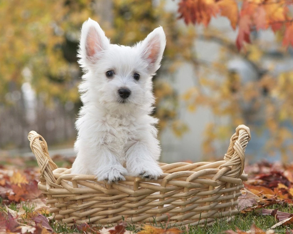 Poodle Dog Wallpapers