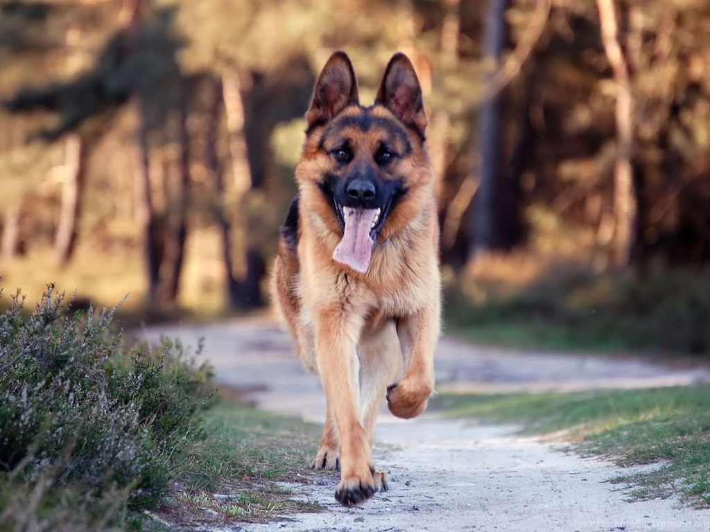 HD Free Dog Wallpapers HD Great Images