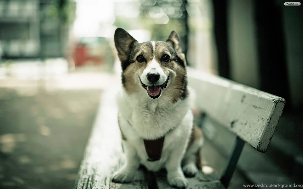YouWall Happy Dog Wallpapers Wallpaper,wallpapers,free ...