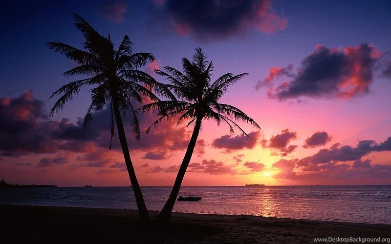 Tropical Beach Palm Trees Sunset Wallpapers Free Desktop ...