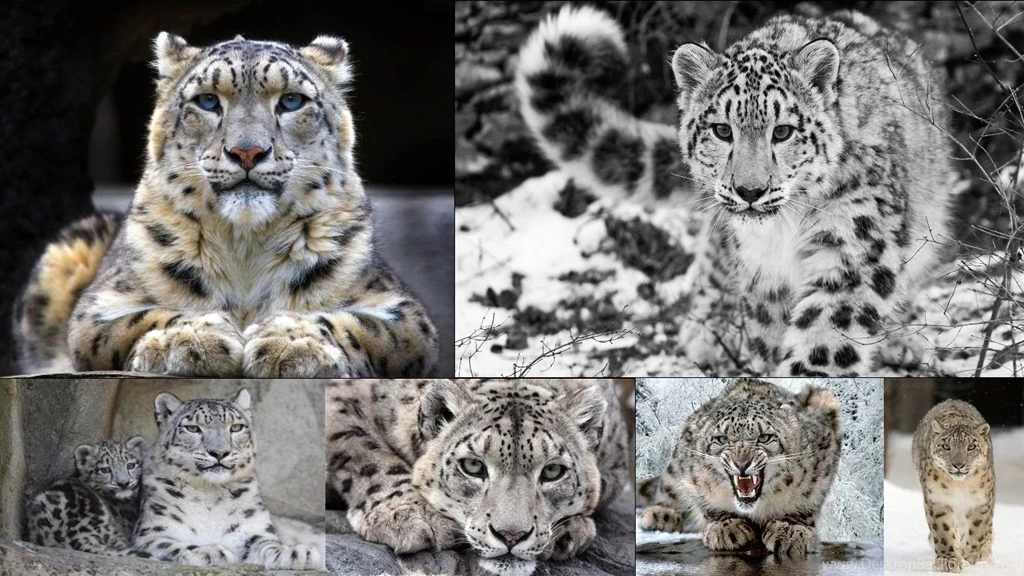 Snow Leopard Wallpapers Wallpapers Cave