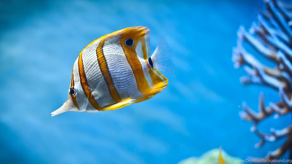 Animated Fish Wallpapers