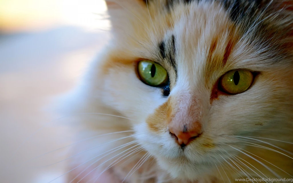 Download Wallpapers 3840x2400 Muzzle, Whiskers, Cat, Tricolor Ultra ...