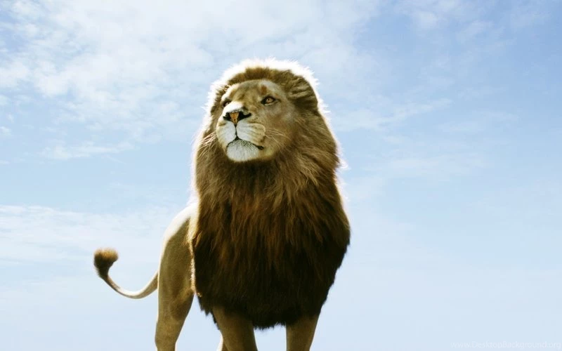 Dawn Animals Lions Skyscapes Chronicles Of Narnia 1920x1200 ...
