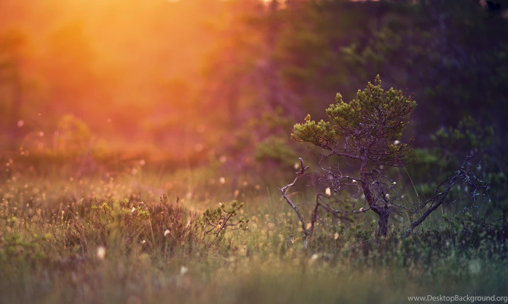Wallpaper Backgrounds: Free High Definition Wallpapers For Mac And ...