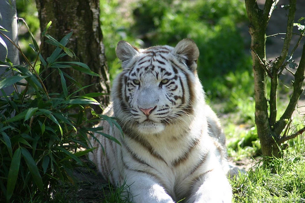 The Pictures For > White Tiger Wallpapers Desktop