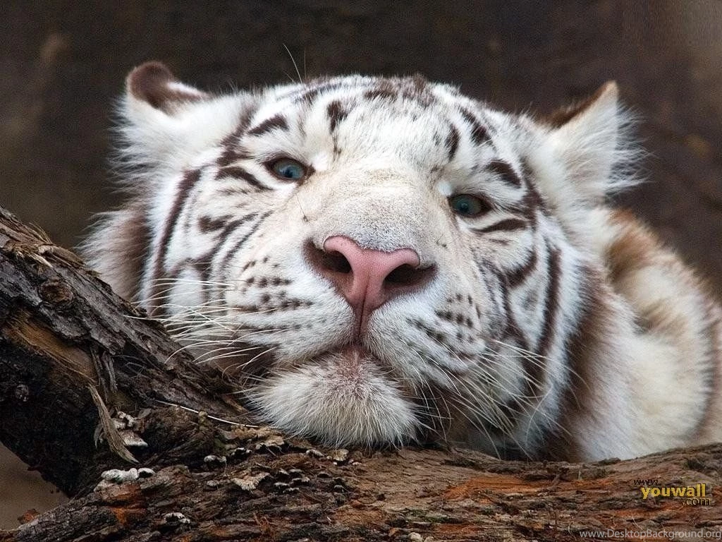 White Tiger Backgrounds Wallpapers Cave