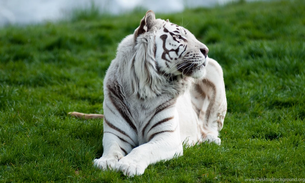 White Tiger Computer Wallpapers, Desktop Backgrounds