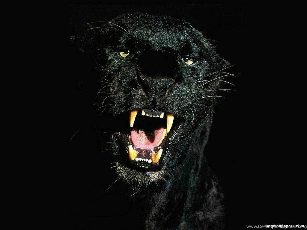 Black Jaguar Wallpapers Wallpapers Zone