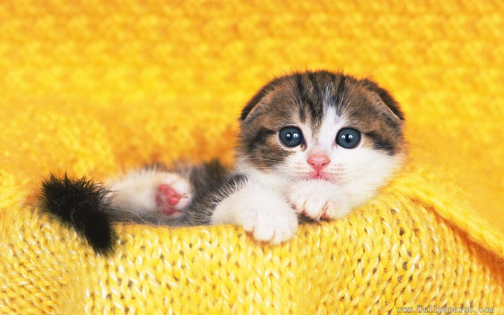 A Very Lovely Shimigou - Animal Wallpapers Free Download ...