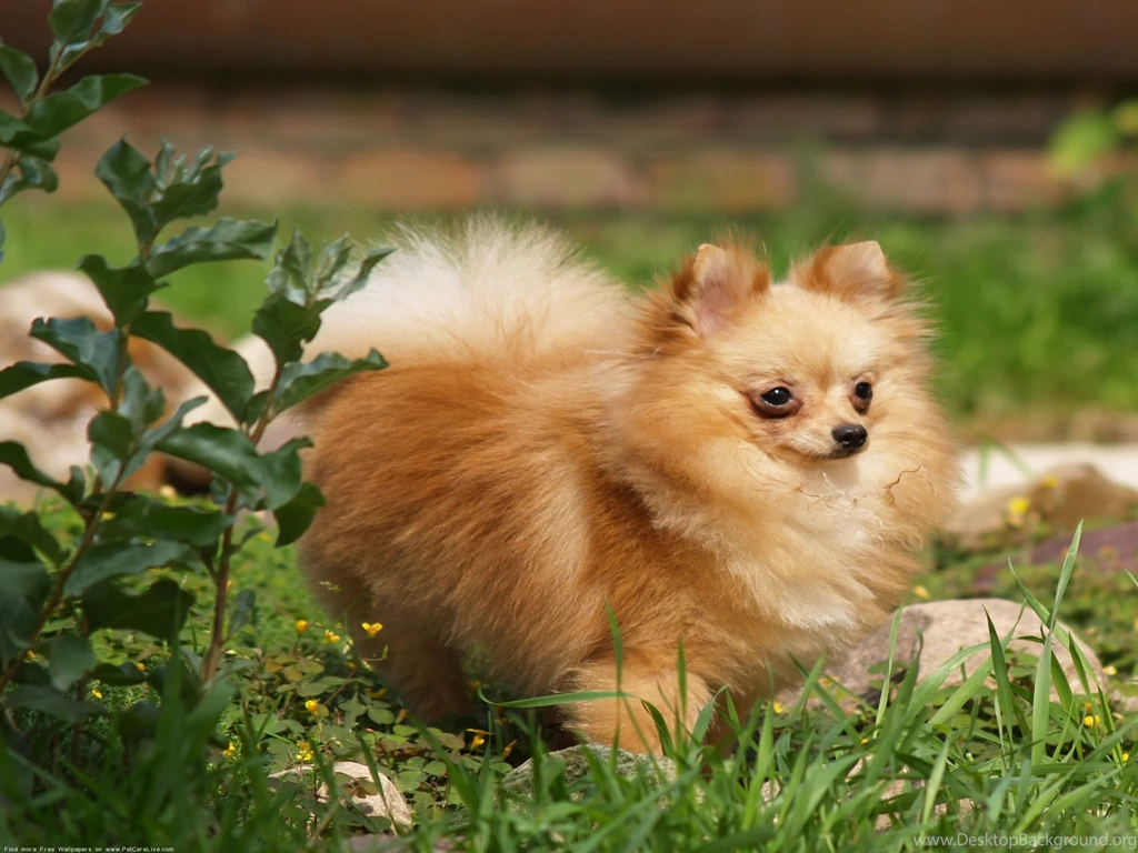 Lovely, Poodle, Dog, And, Red, Rose, High, Resolution, Wallpapers ...