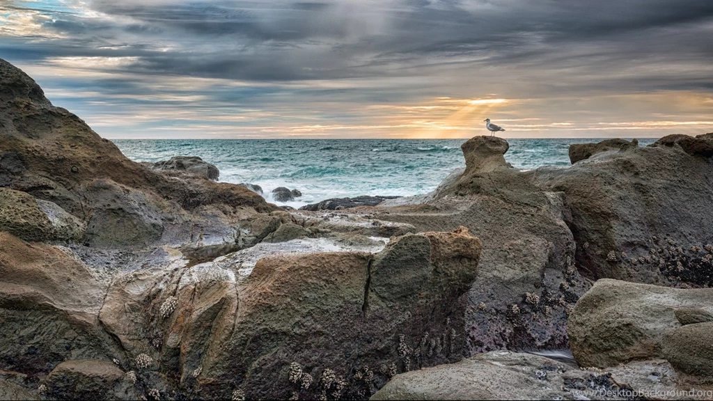 Oregon Coast Wallpaper, Nature / Mountains: Oregon Coast, Seagull ...