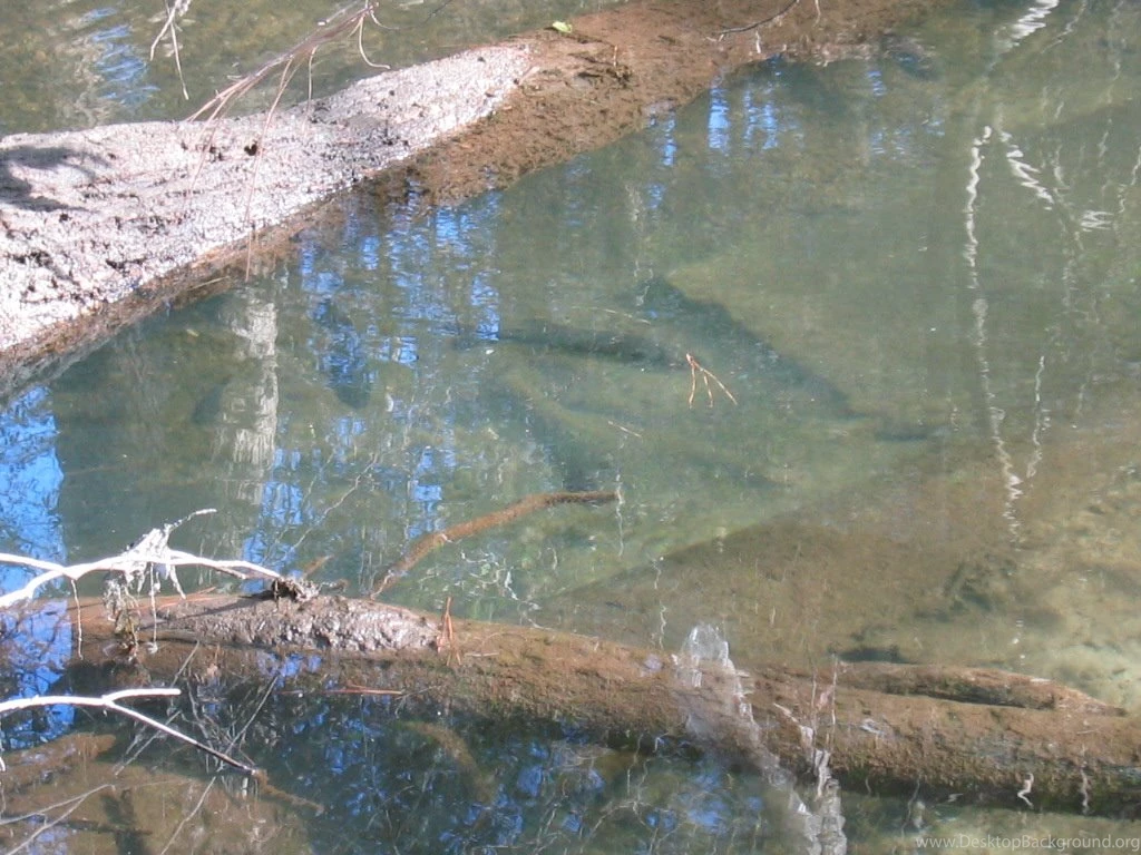 Eastern Shore Spillway Streams