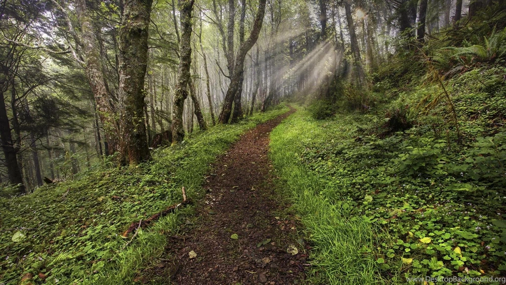 Oregon Coast Paths Trail Wallpapers