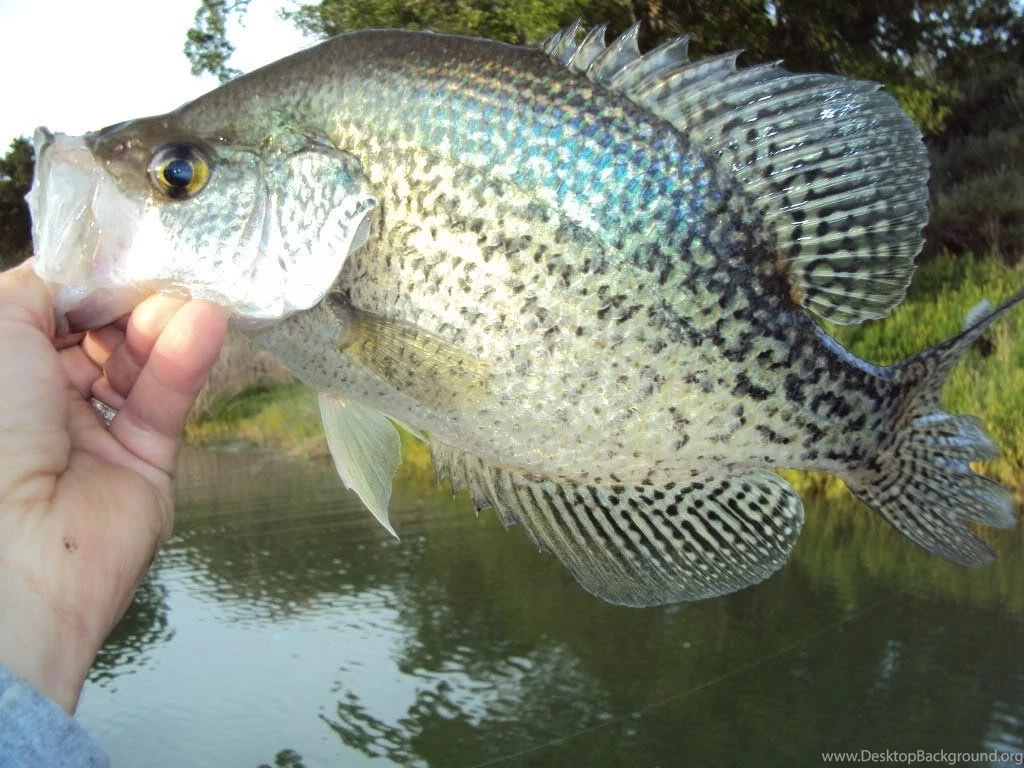 Catch White Crappie; Tips And Techniques YouTube
