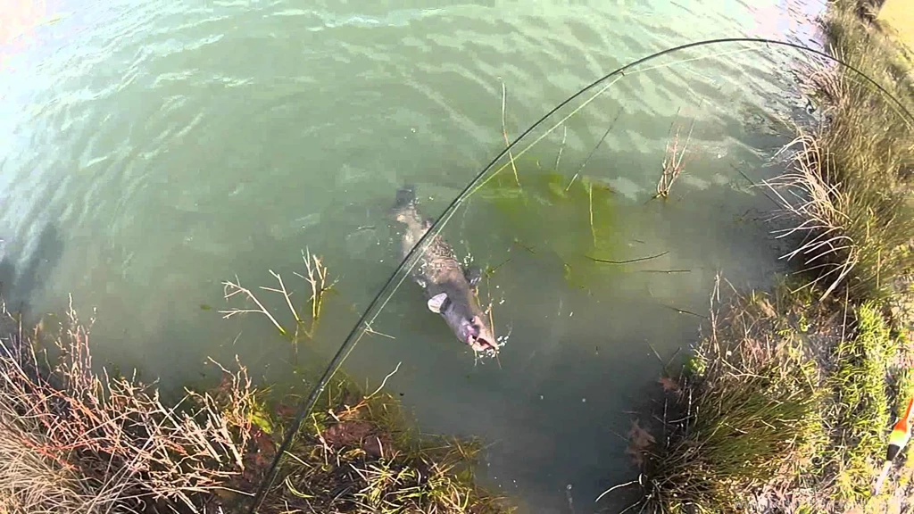 Catfish On A Crappie Pole YouTube