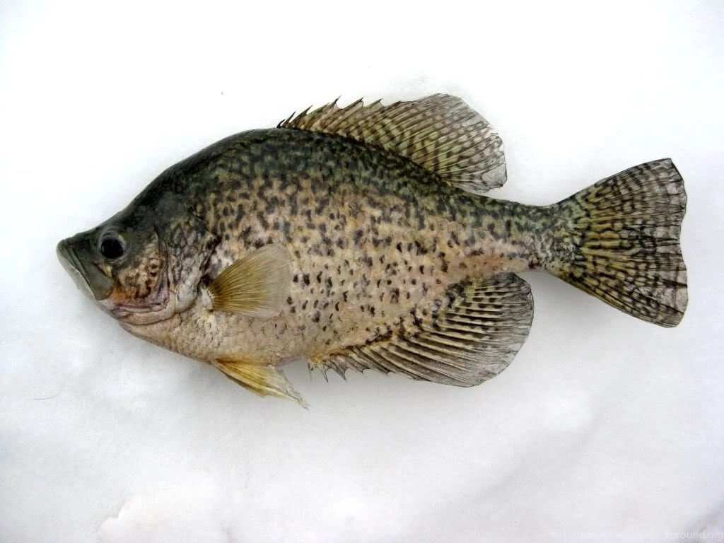 The Week In Fish Pictures" ~Year 3~ Week 24