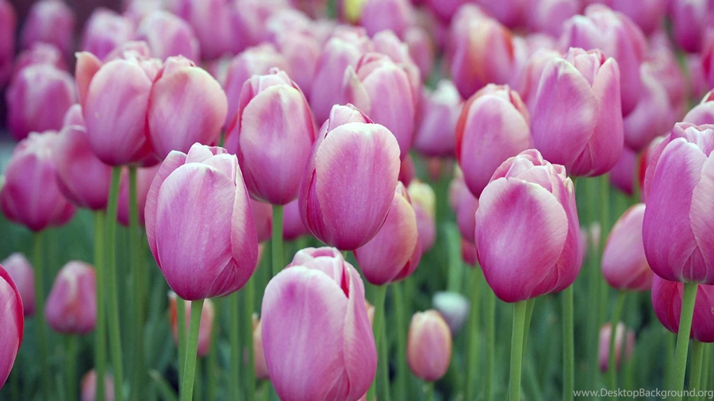 Spring Flowers Wallpapers