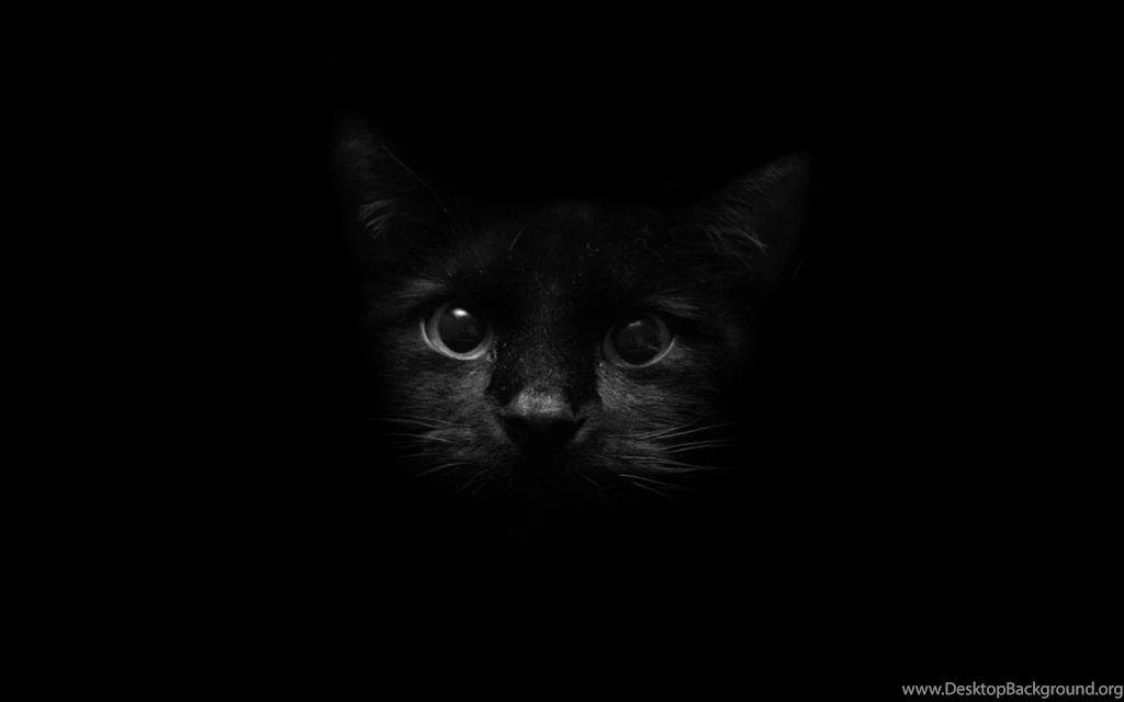 Black Cat Hd Wallpapers