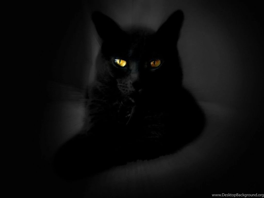 Wallpapers Black Cat Wallpapers Cave