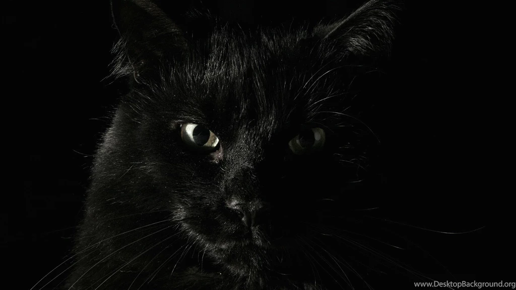 Full HD Wallpapers Cat Black And White Blue Eyes, Desktop ...