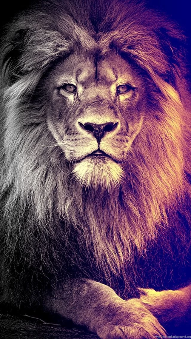 Free Wallpapers Phone Wallpapers Zone