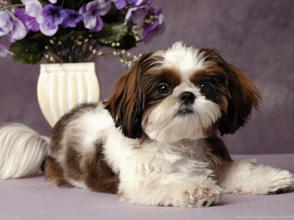 The Shih Tzu : The Little Lion That Doesn't Roar