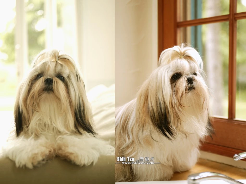Shih Tzu High Definition Wallpapers