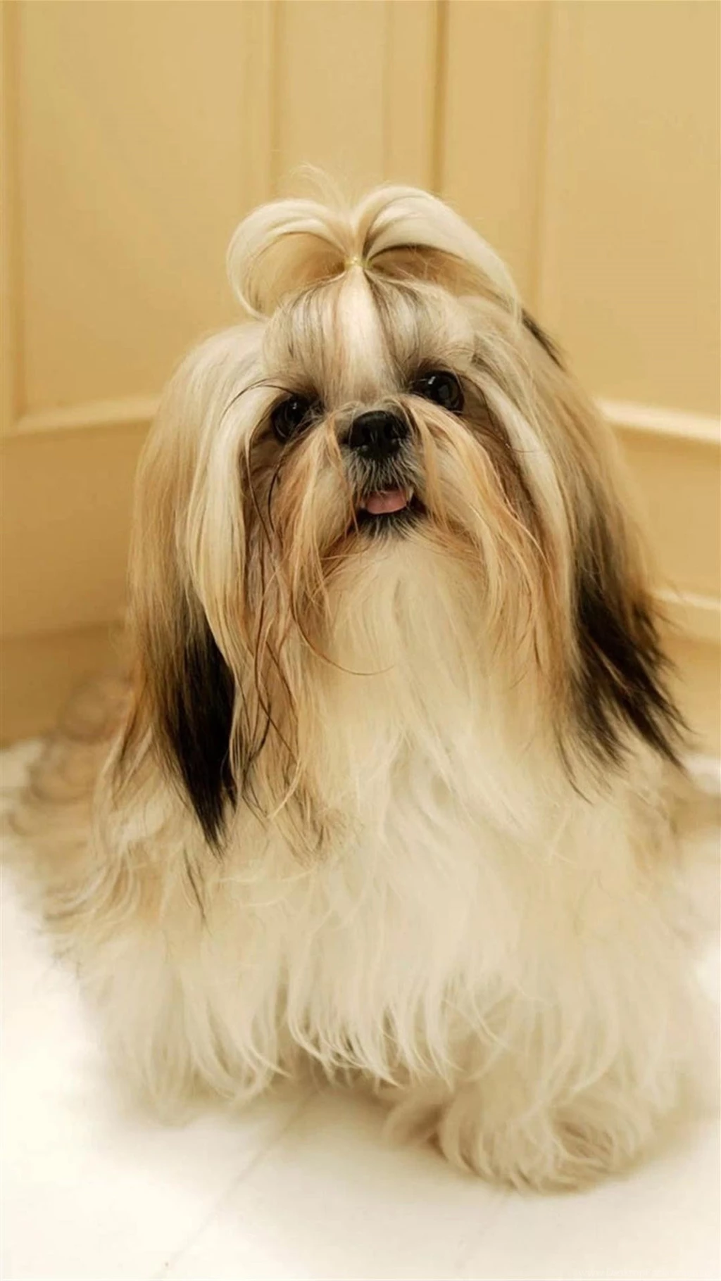Shih Tzu Dog Galaxy Note 3 Wallpapers, HD, Note Wallpapers, Galaxy ...