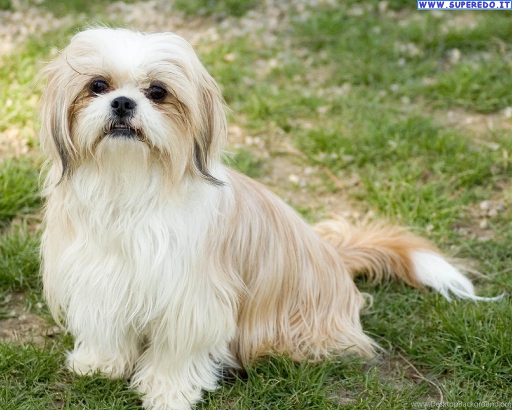 Dog Shih Tzu Hd Images 3 HD Wallpapers