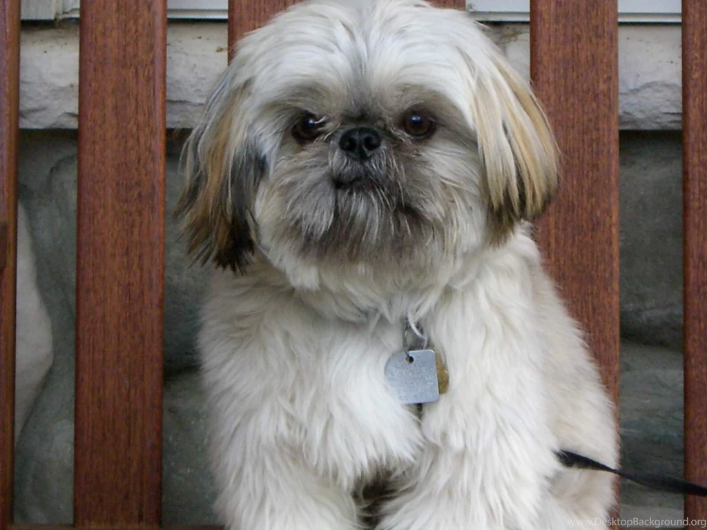 Cute Shih HD Wallpapers HD Wallpapers Inx