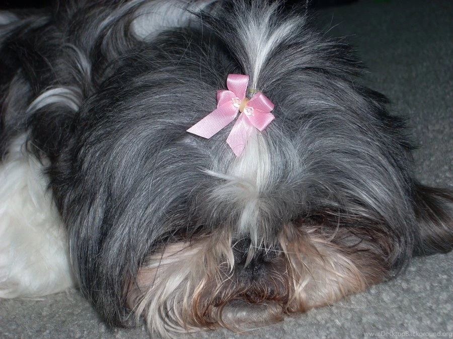 Artistic Shih Tzu In Bows