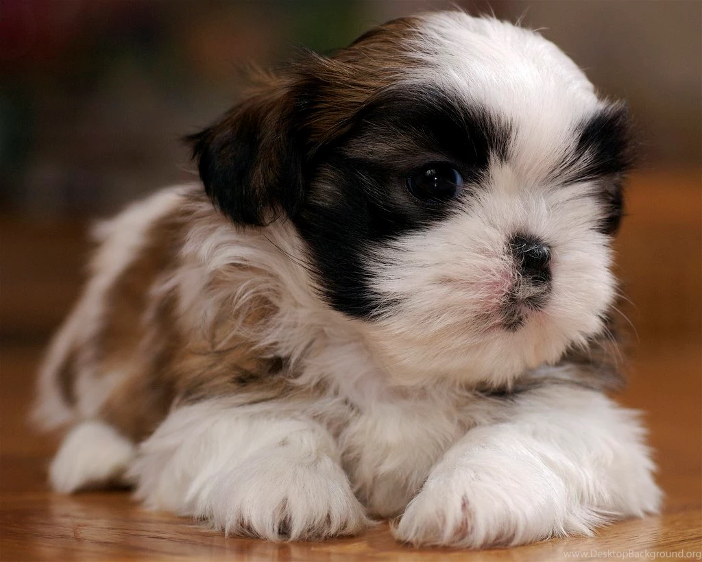 Shih Tzu Puppy Hd Desktop 9 HD Wallpapers