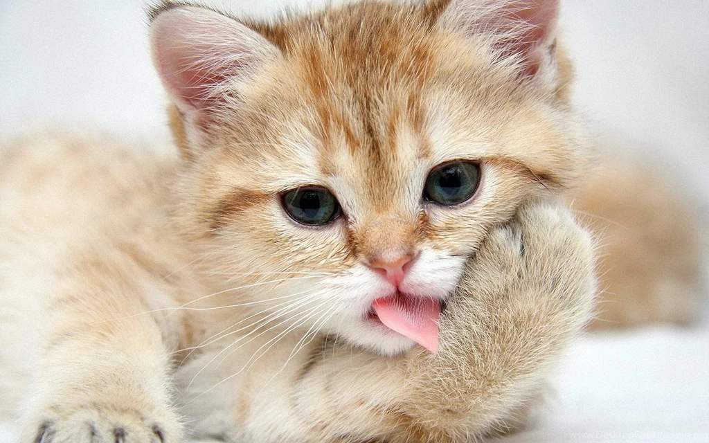 Cute Lovely Backgrounds