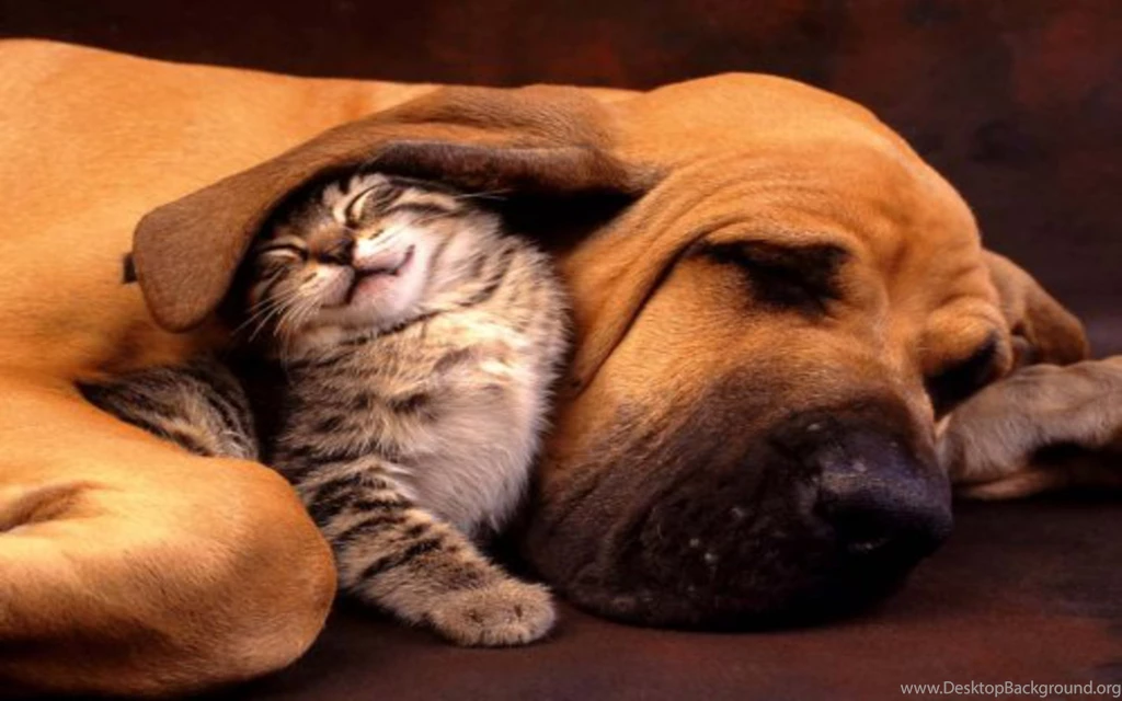 Funny Dog And Cat Wallpapers 4VTT
