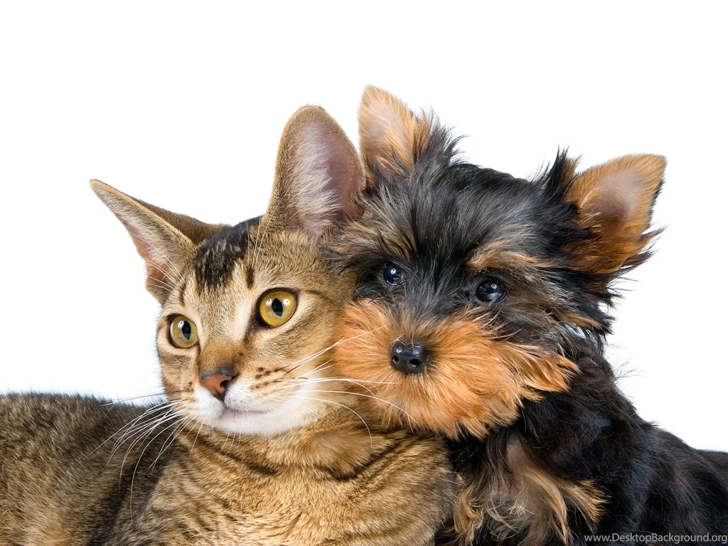 Cats