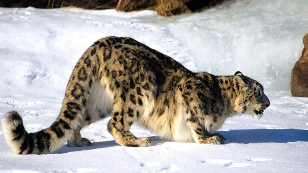 Snow Leopard Wallpaper Os X Snow Leopard Download