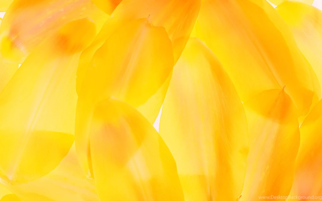 Yellow Wallpapers Colors Wallpapers (34511047) Fanpop