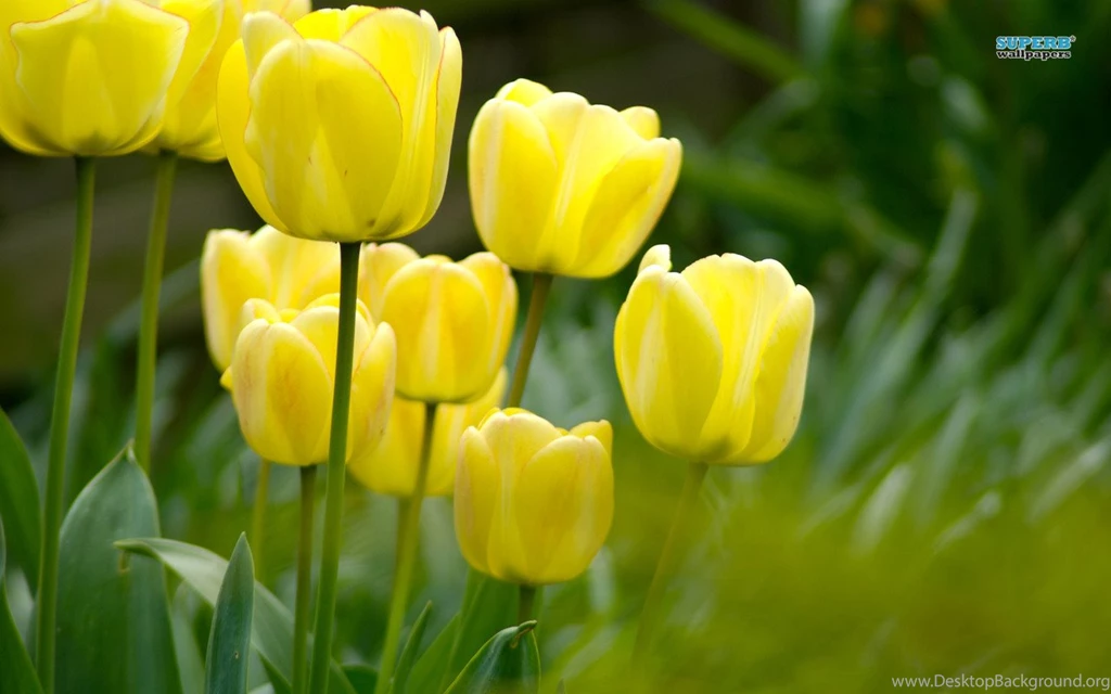 Lovely Yellow Tulip Wallpapers Colors Wallpapers (34512412) Fanpop