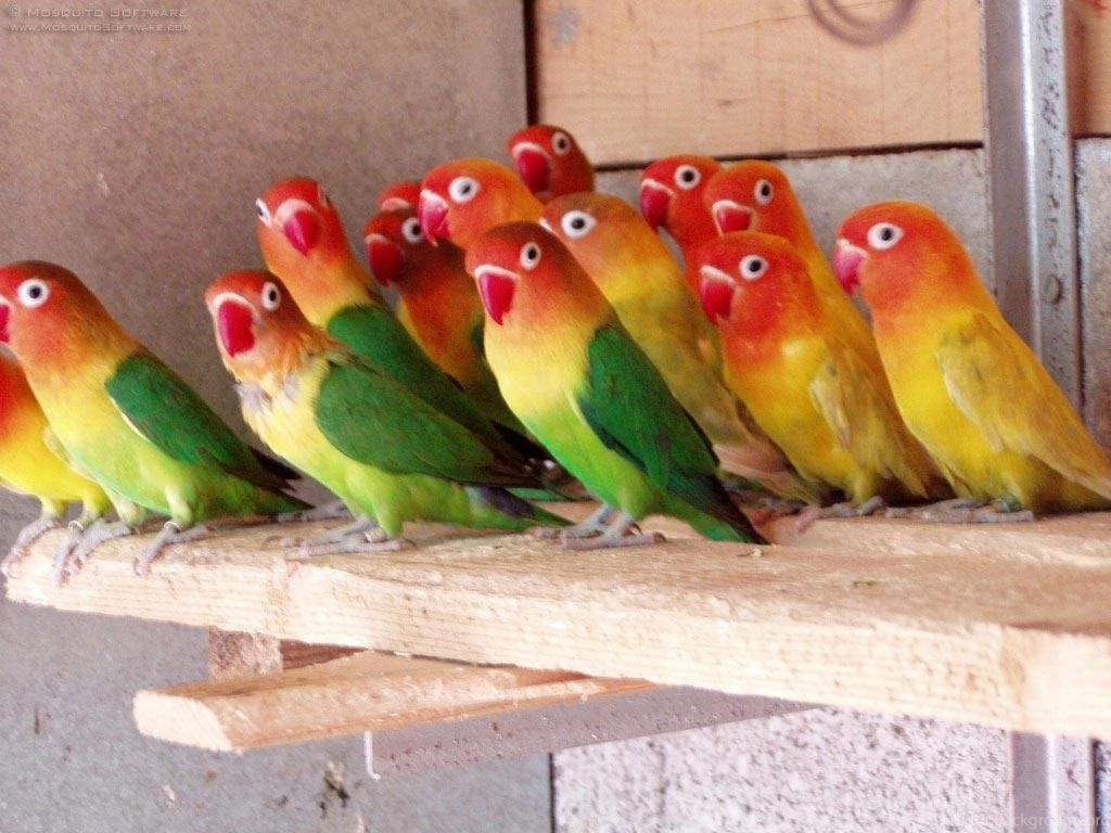 Pet Parrot HD Wallpapers HD Images New