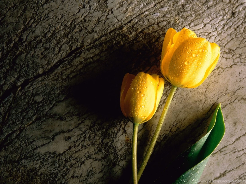 Lovely Yellow Tulip Wallpapers Colors Wallpapers (34512432) Fanpop