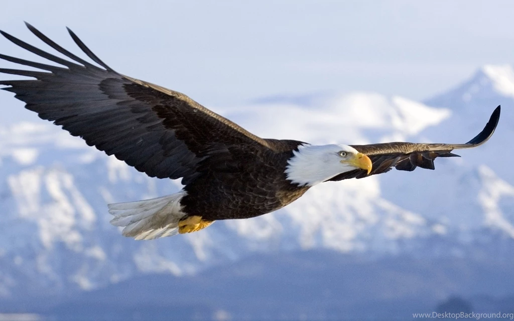 Bald eagle