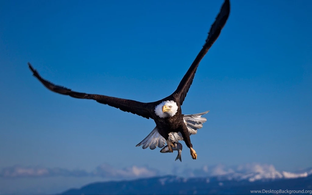 27+ Best HD Bald Eagle Images Wallpapers